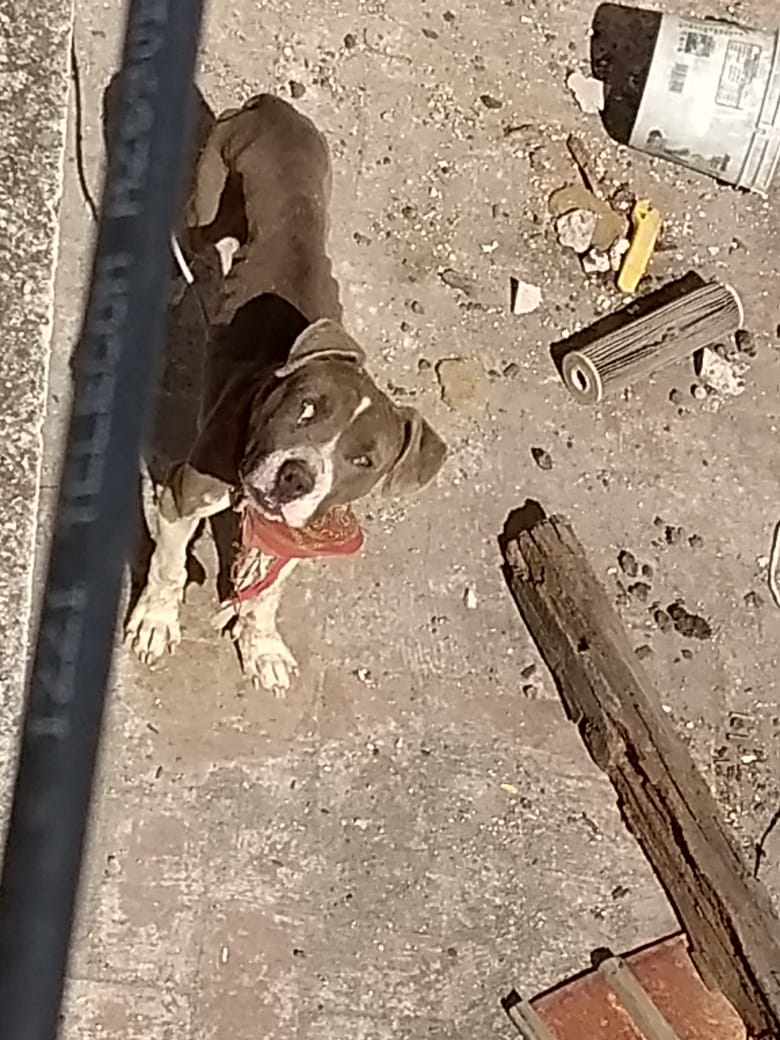 Los responsables negaron los hechos y aseguraron que las pieles corresponden a borregos.