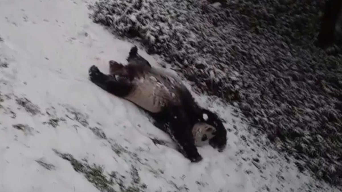 Uno de los osos jugando en la nieve (Captura)