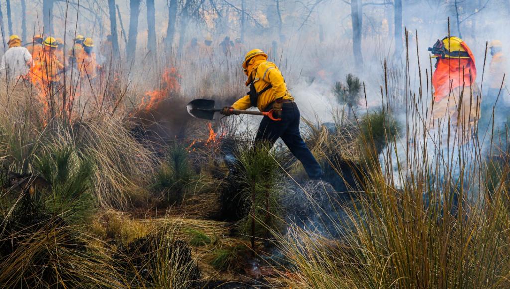 En lo que va del año han habido incendios con una superficie afectada de 201.73 hectáreas | Especial