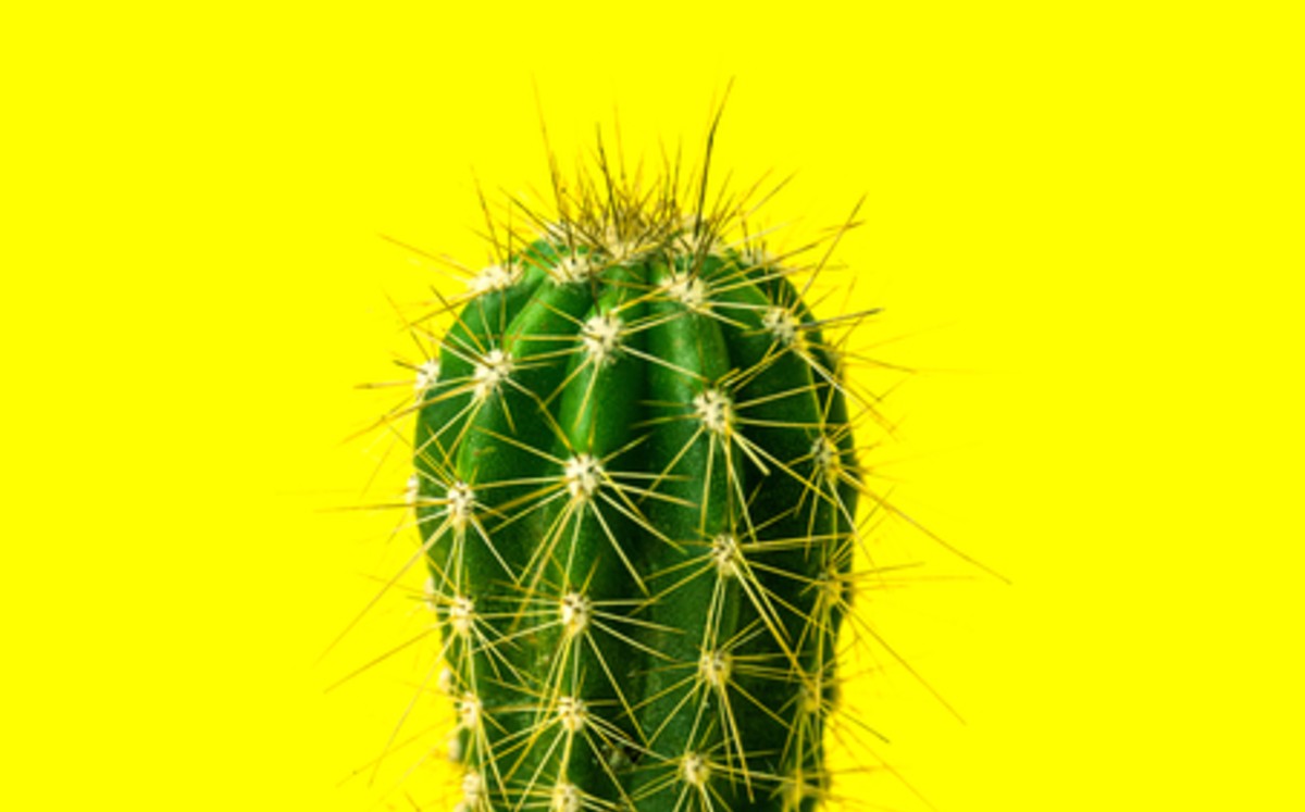 Mujer condenada en N.Zelanda por entrar con mil cactus adheridos al cuerpo. (Especial)
