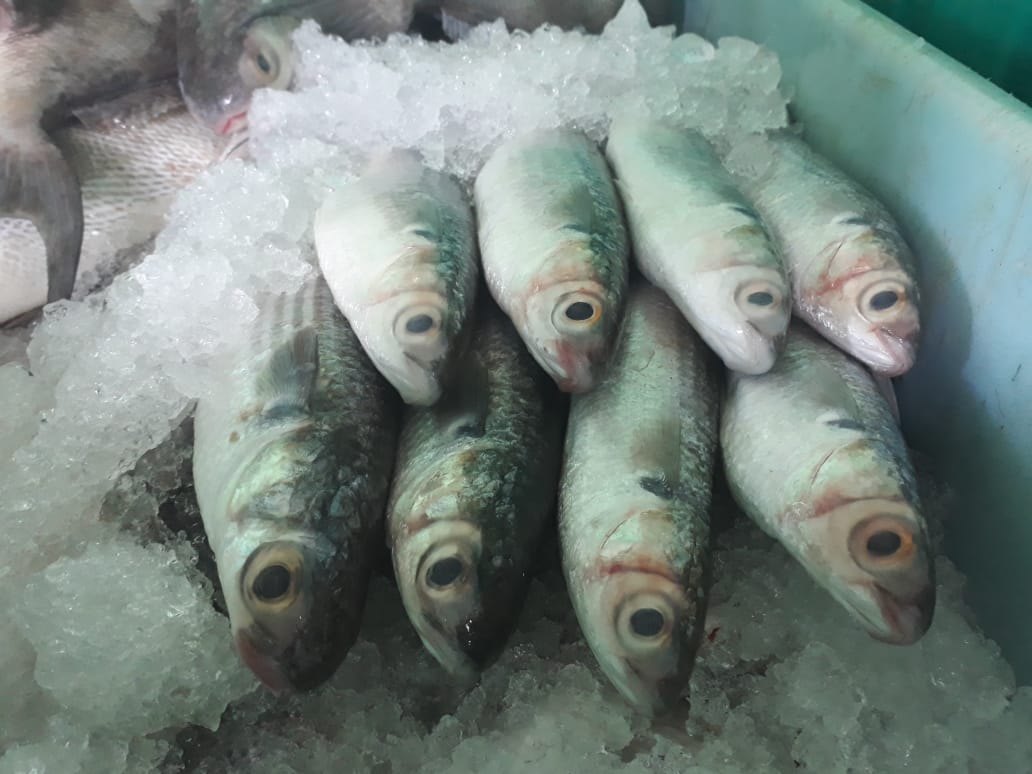 Pesca en Tamaulipas. Comercialización de lisa.
