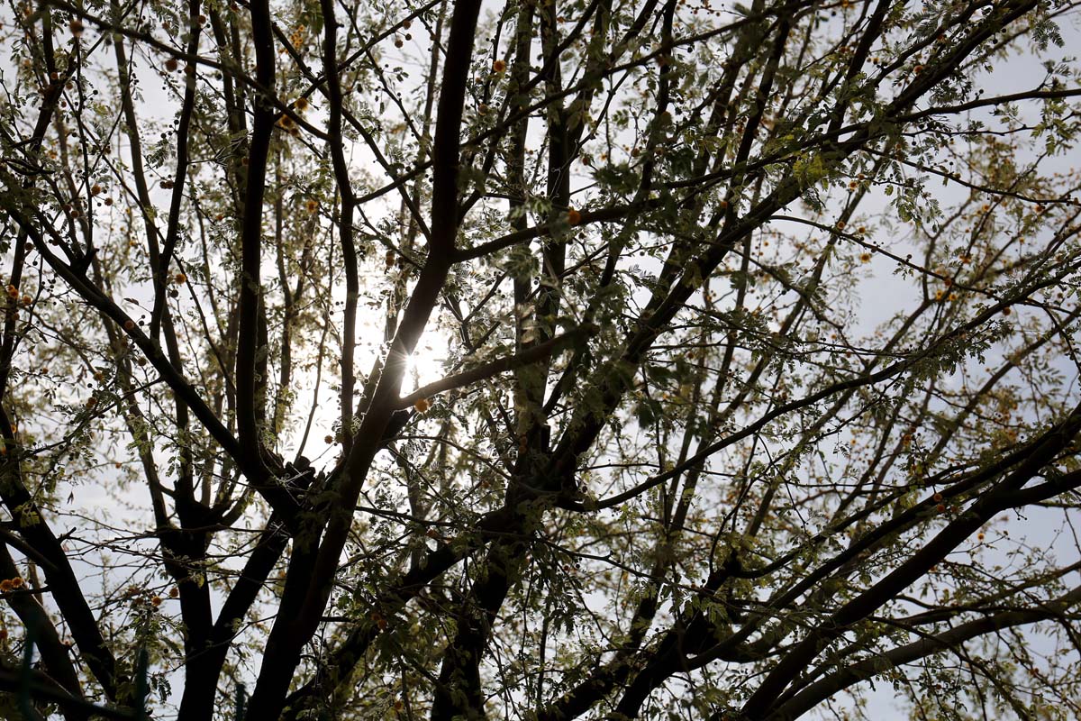 Autoridades logran establecer un grupo de especies más adecuadas para el clima de la región. (Rolando Riestra)