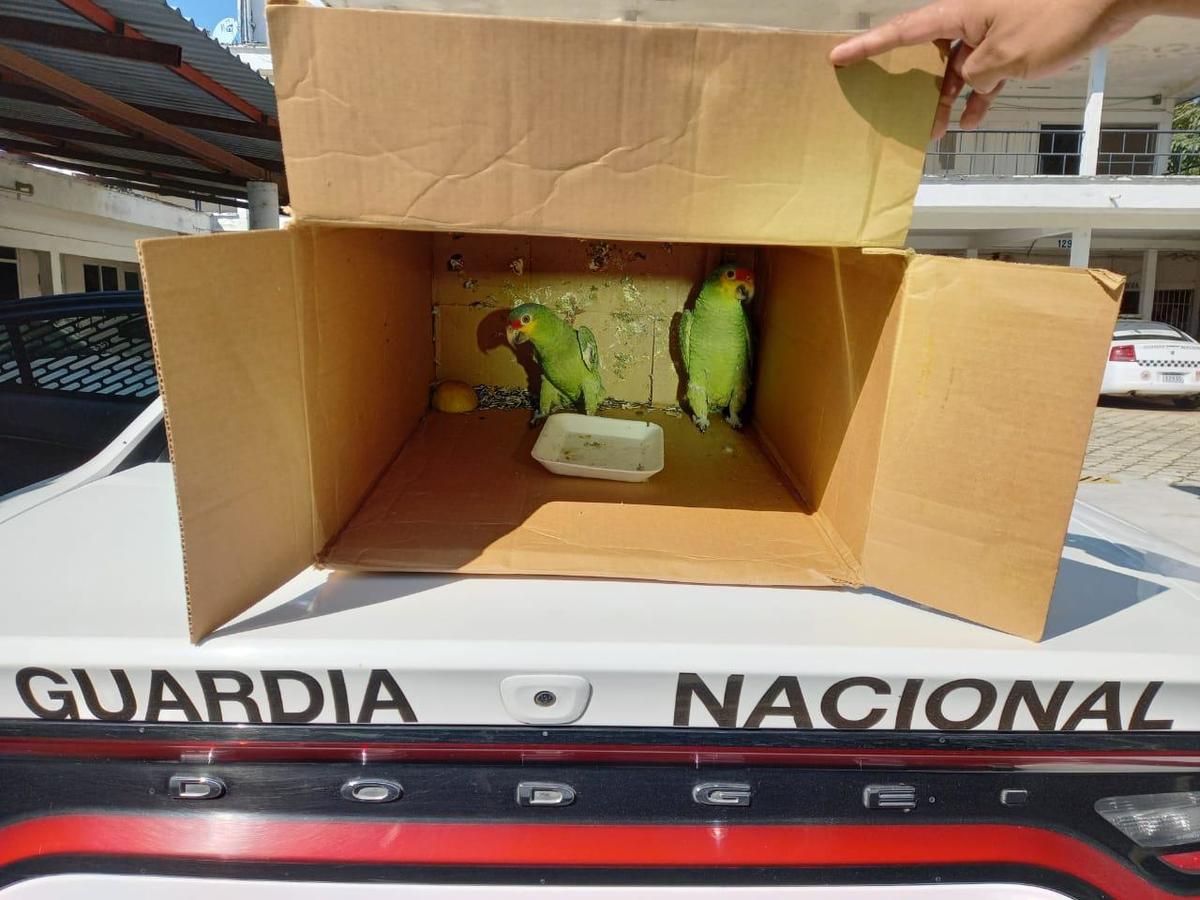 Un hombre dejó los loros al notar la presencia de la Guardia Nacional en la carretera. (Especial)