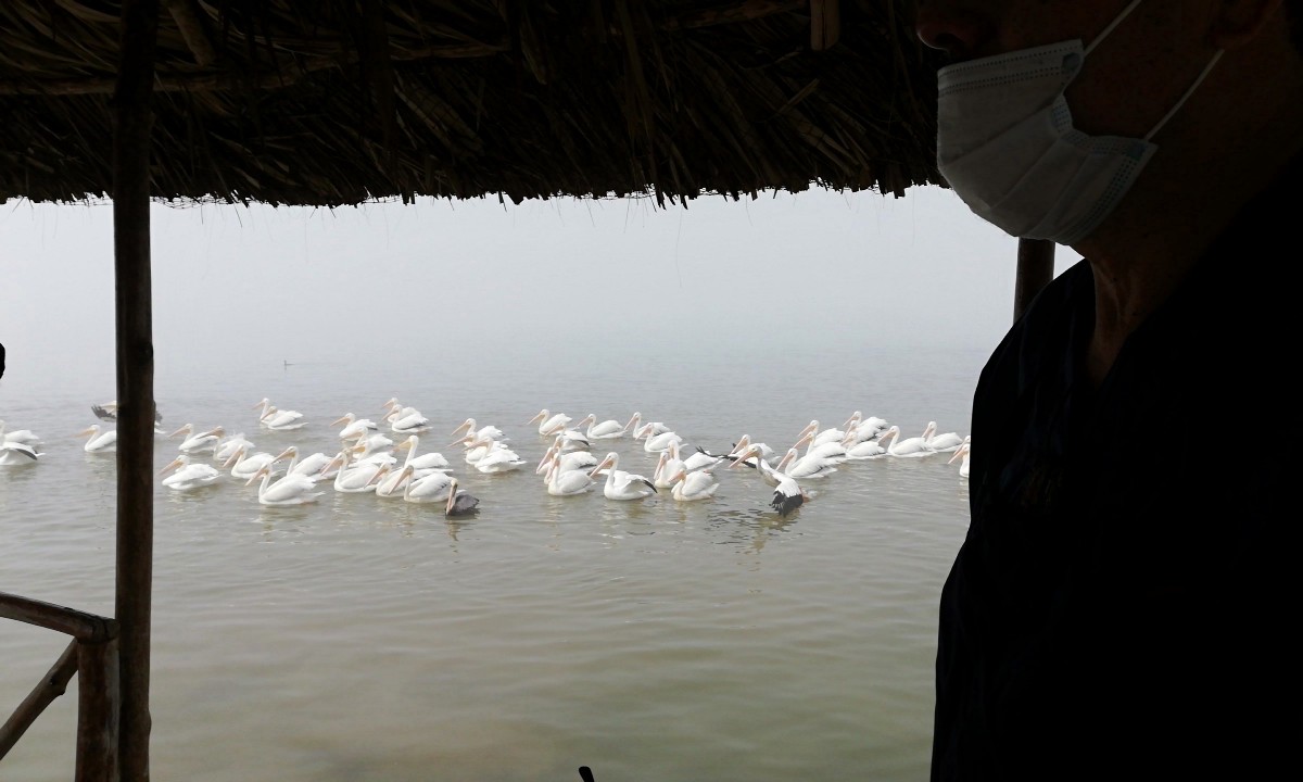 Pelícanos canadienses en laguna de Pueblo Viejo, en el norte de Veracruz. (Sandra Sosa)