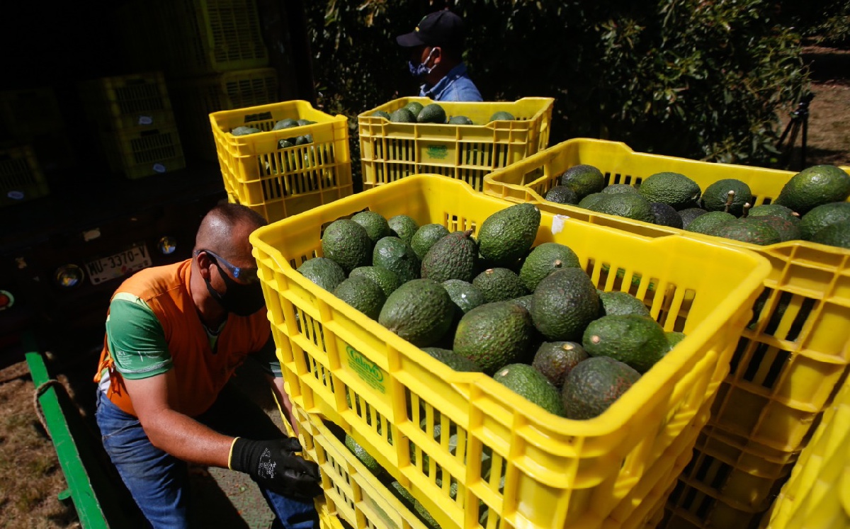 Los tráilers cargados con 40 toneladas de aguacates recorren México desde Uruapan hasta Nuevo Laredo en 17 horas. (Araceli López)