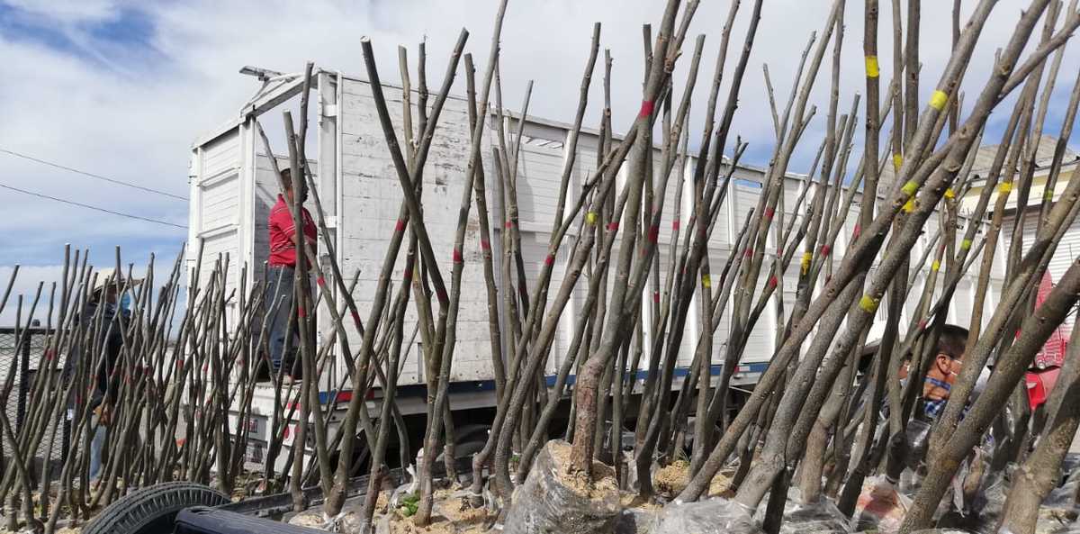 Coahuila ocupa el tercer lugar nacional en producción de nuez pecanera. (Especial)