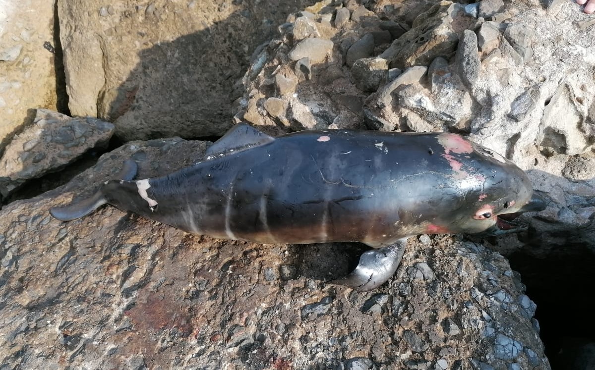 Delfín muerto en playa Miramar en Ciudad Madero. (Antonio Campos)