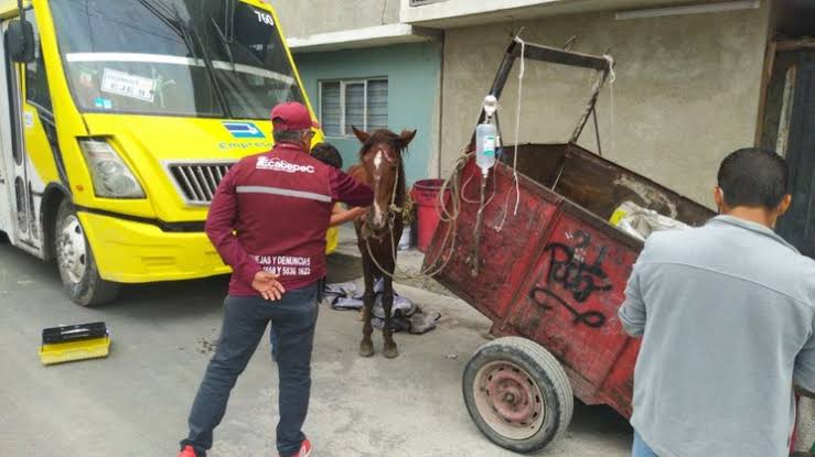 “En Ecatepec no vamos a permitir que los animales sean empleados y lastimados con fines de lucro". (Especial)