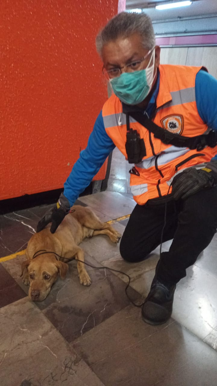 El perrito fue hallado en la estación Zaragoza.