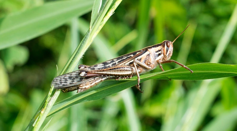La langosta voladora es conocida científicamente como Schistocerca piceifrons piceifrons. | Foto publicada por Diario de Centro América