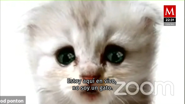 "No soy un gato", dice abogado de EU que no supo quitar filtro en Zoom