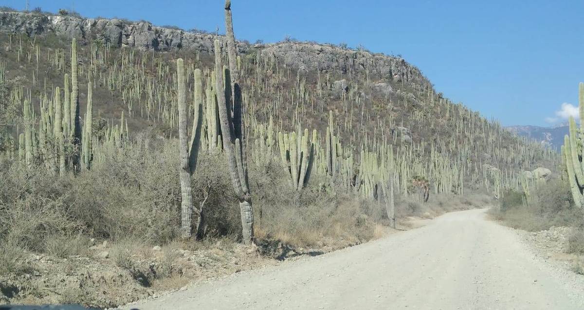 Reserva de la Biosfera Tehuacán-Cuicatlán. (Especial)