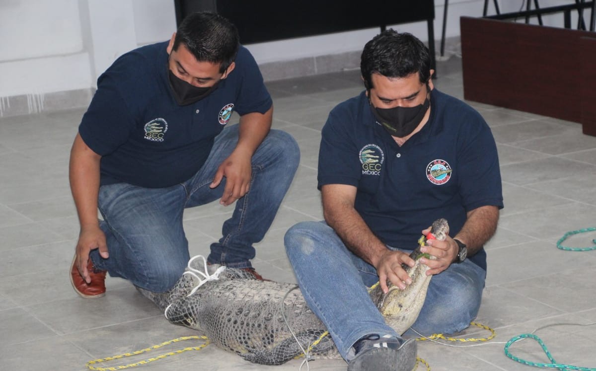 Captura de cocodrilos en Tampico. (Yazmín Sánchez)