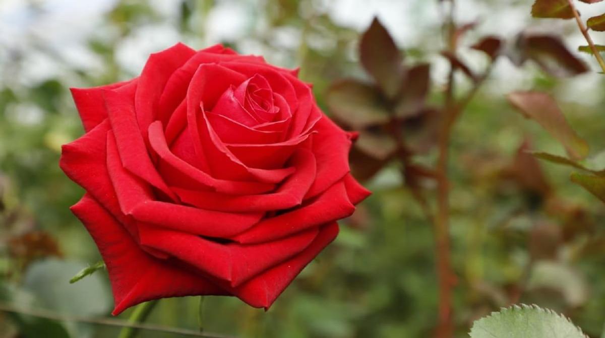 Las rosas rojas, blancas y rosas son algunas de las más solicitadas.
