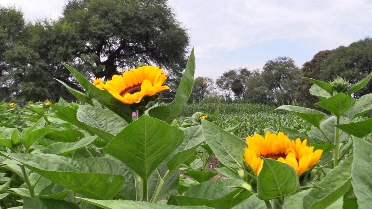 Girasoles. (Especial)