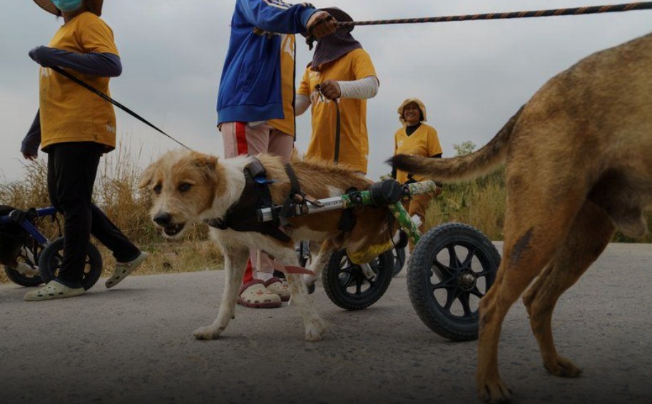 Los perros también reciben fisioterapia