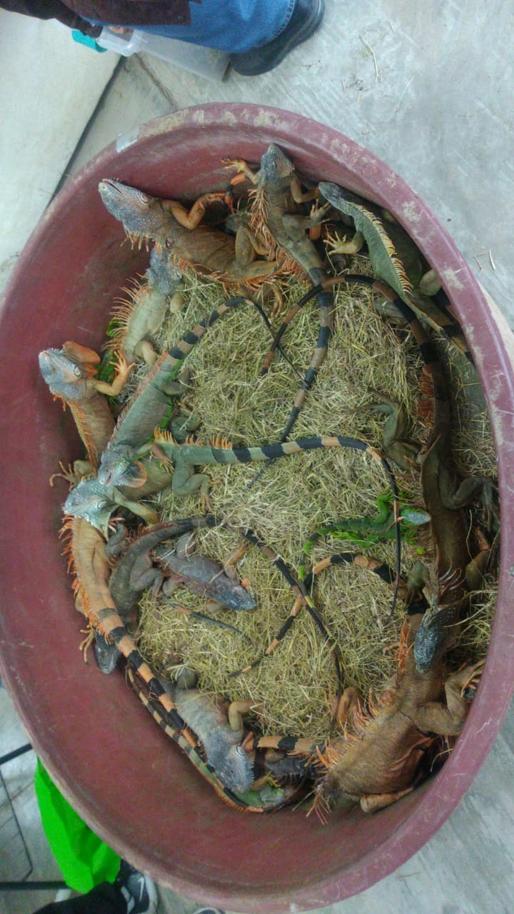 Iguanas se congelan en Tampico