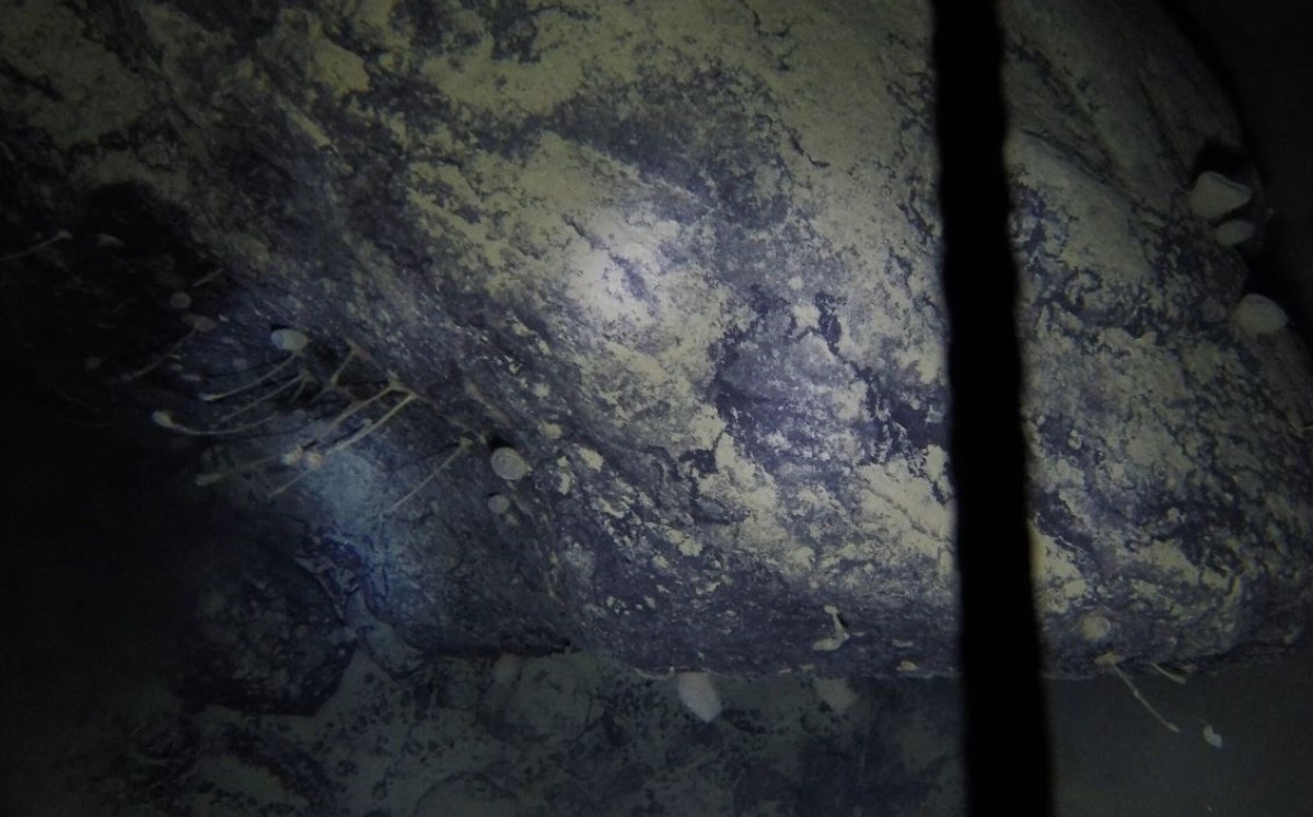 Extrañas criaturas descubiertas a 900 metros bajo el hielo antártico. (DPA)