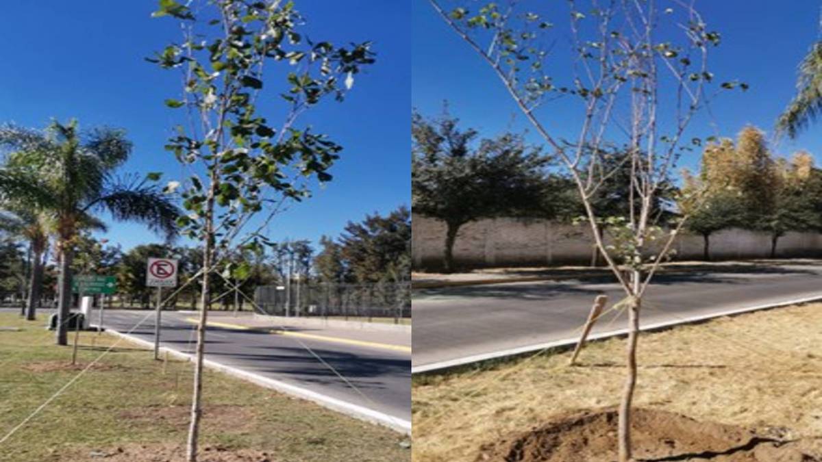 En León compensan obras en López Mateos, plantan 26 árboles