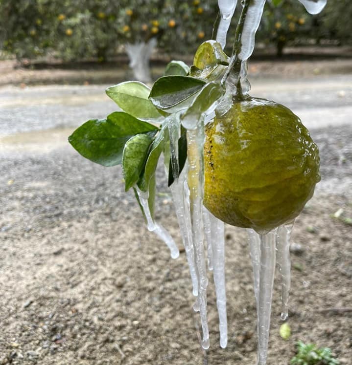 Cosecha de cítricos en Tamaulipas afectada por la onda gélida. (Cortesía)