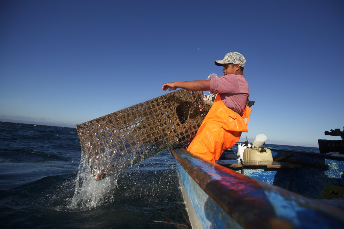 En México hay 735 especies comerciales con potencial de explotación pesquera. (Omar Franco)