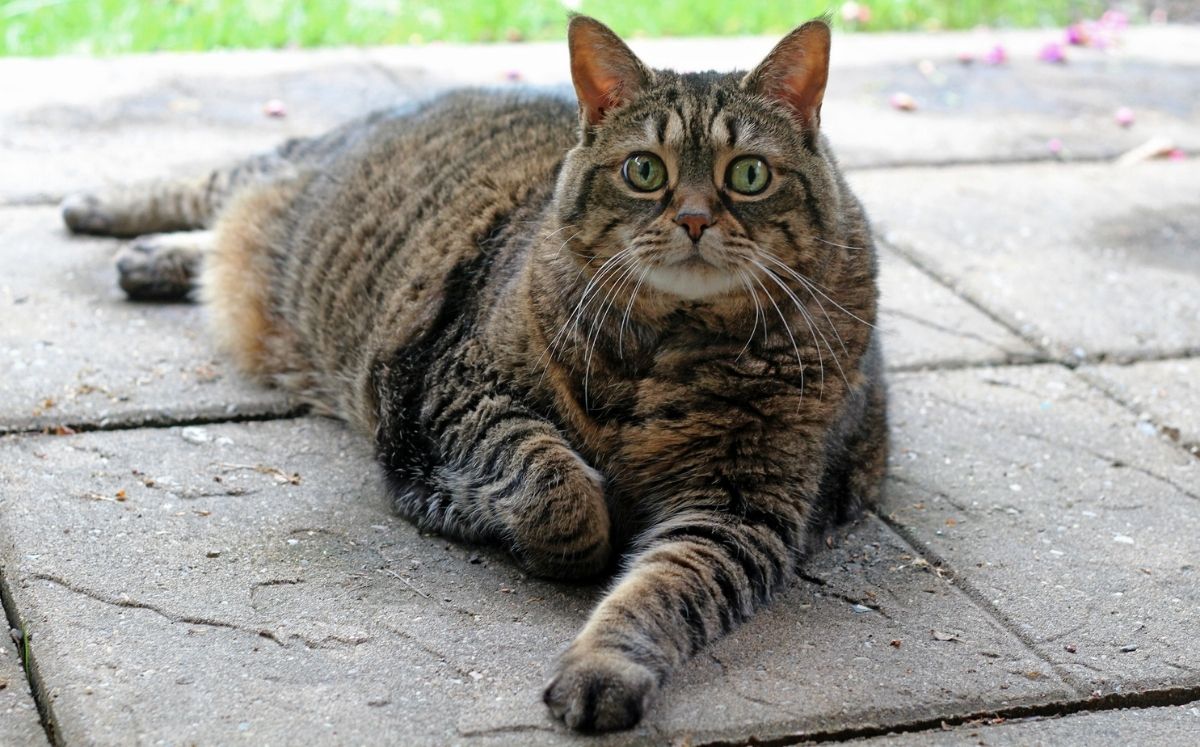Descubre si tu gato tiene sobrepeso, Foto:  Nikki O'Keefe Images, Getty Images
