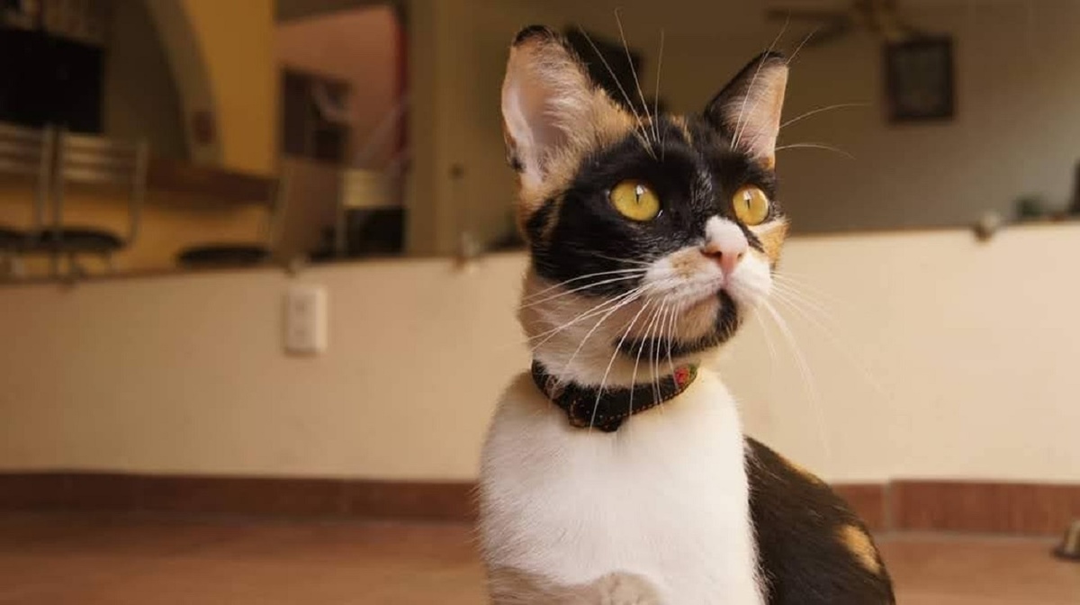 Se busca promover la tenencia responsable de mascotas. (Cortesía)