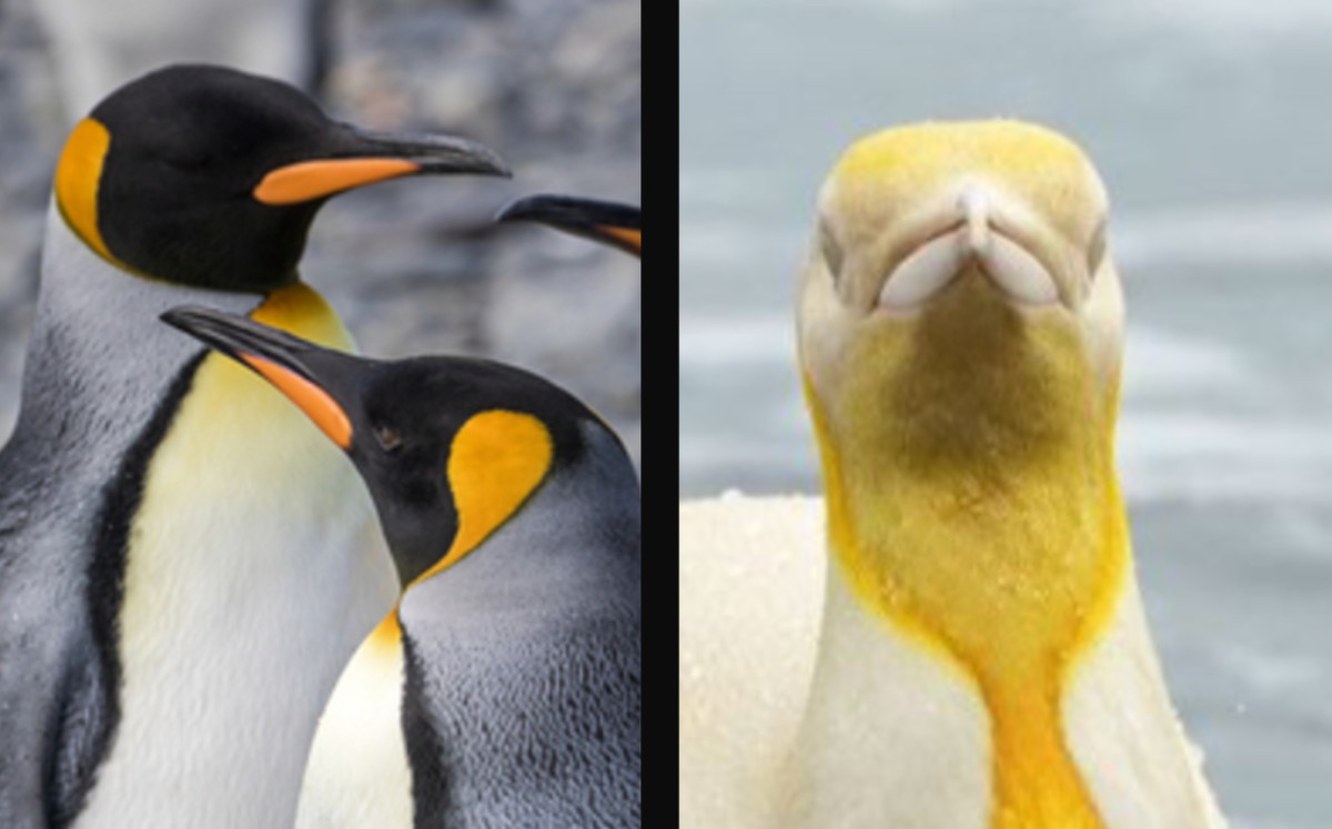 Pingüino amarillo único capturado por la cámara en expedición. (Especial)