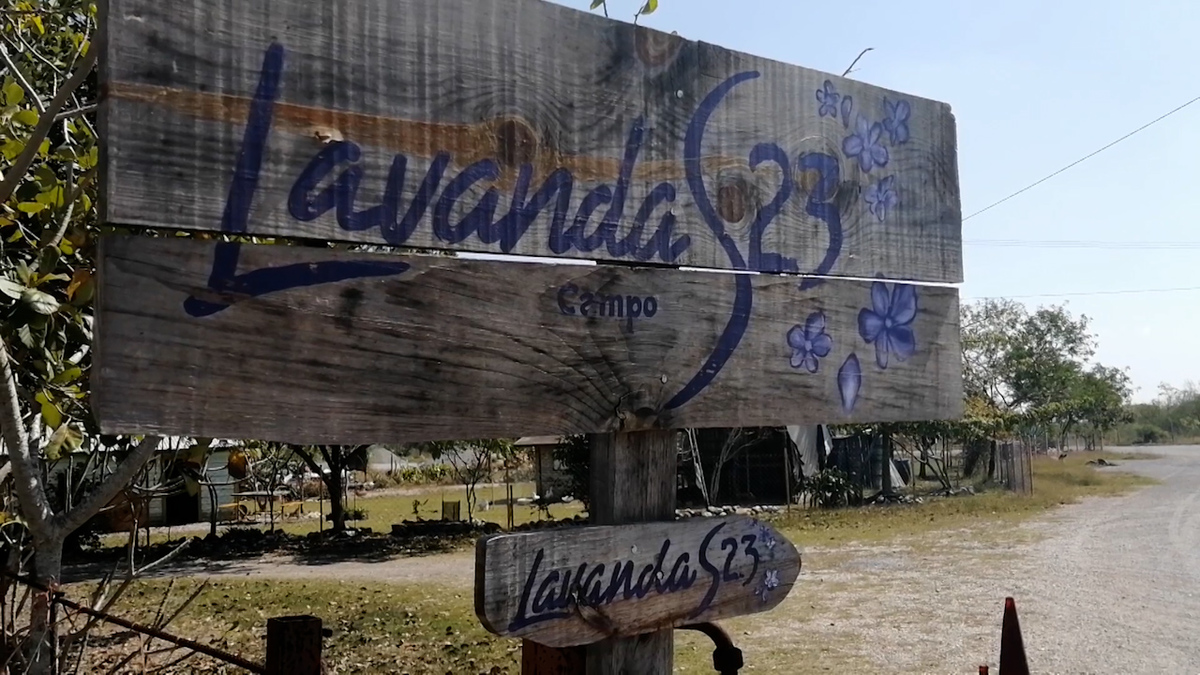 En Altamira, único campo de lavanda de Tamaulipas y en el noreste del país.