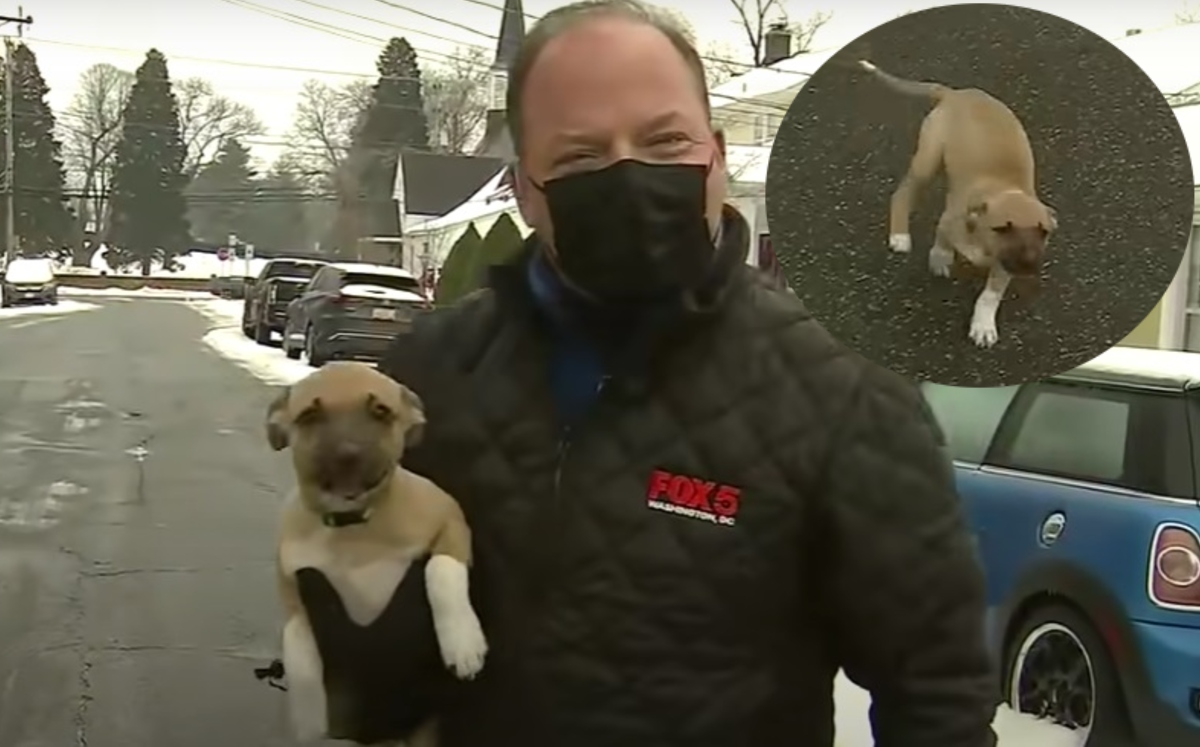 El cachorro interrumpió la transmisión en vivo (Captura).