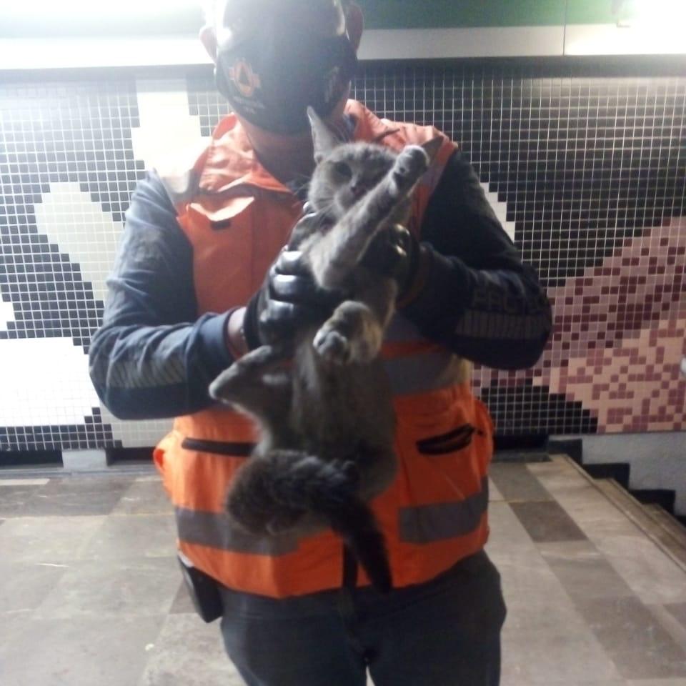 En Día Internacional del Gato, rescatan a felino en Metro de CdMx. (Metro CdMx)