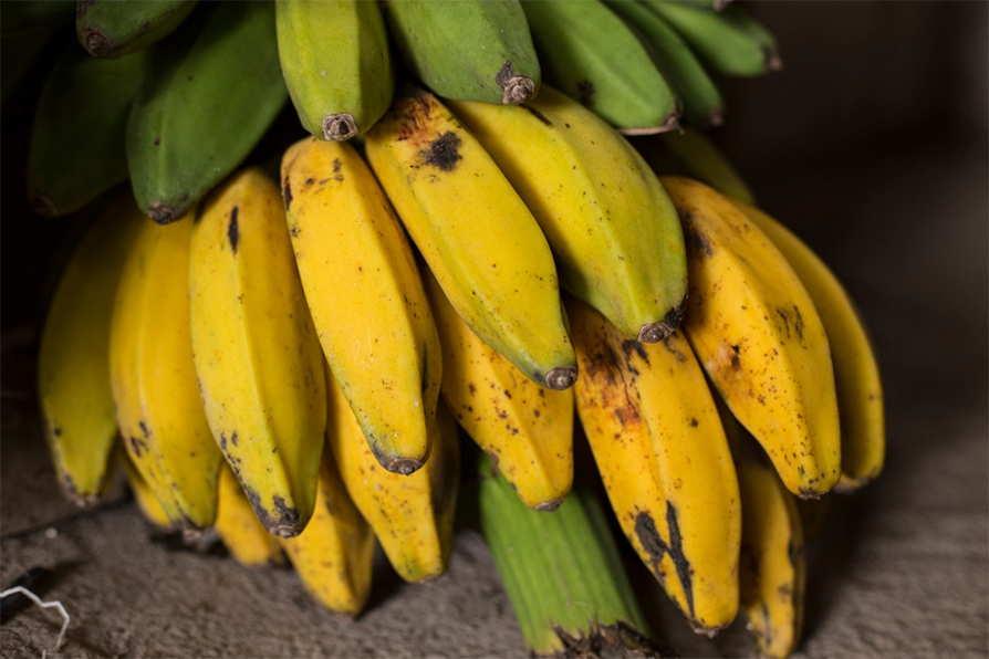 El llamado “plátano costillón” es una de sus frutas favoritas. | Jesús Quintanar