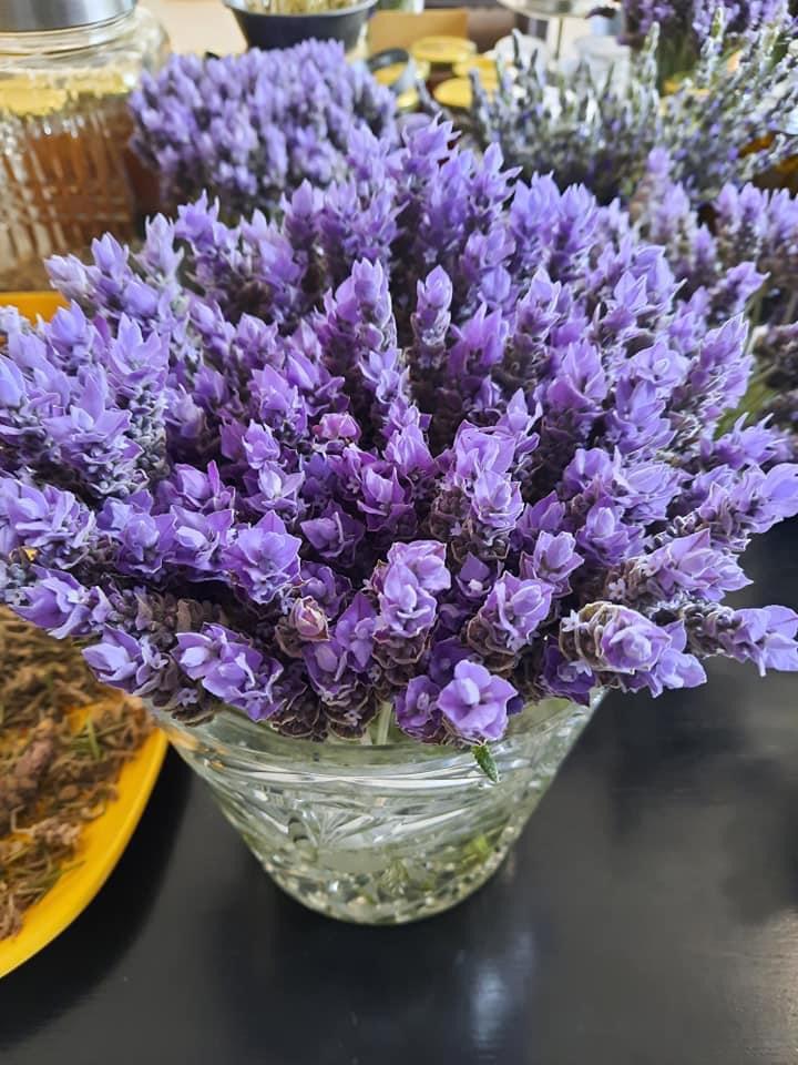 Temporada de lavanda comienza pese plaga de hongos. (Pablo Reyes)
