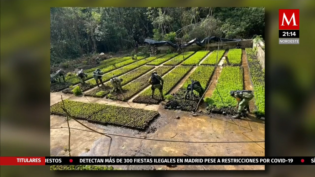 Destruyen plantíos de coca y un laboratorio en Guerrero
