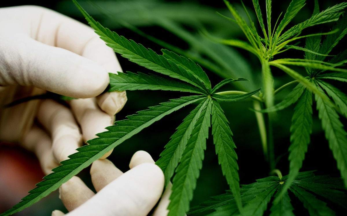 La abogada recordó que aún resta un largo camino para regular el cannabis en México. (Freepik)