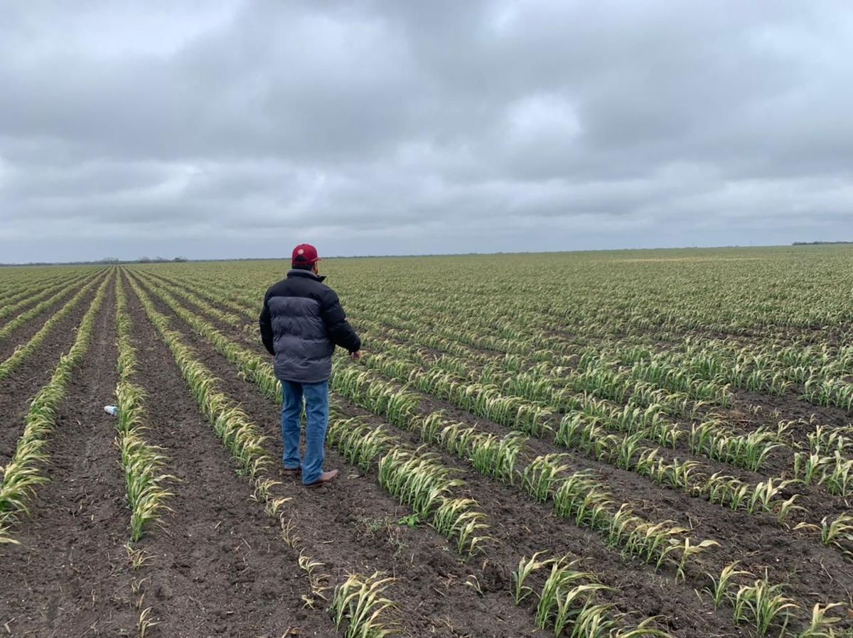 Campos de siembra en Tamaulipas.