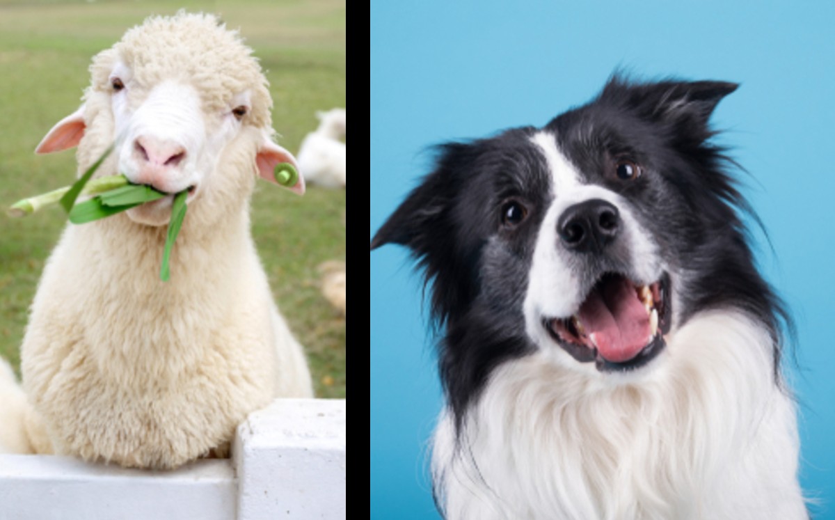 Conoce a Bella, la oveja Texel que está tan convencida de que es un perro que hasta huye de las otras ovejas (Especial)