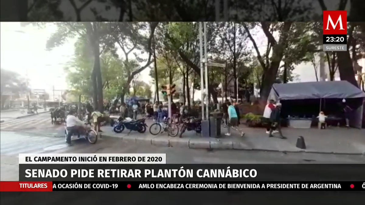 Éste es el plantón de mariguana que el Senado busca quitar
