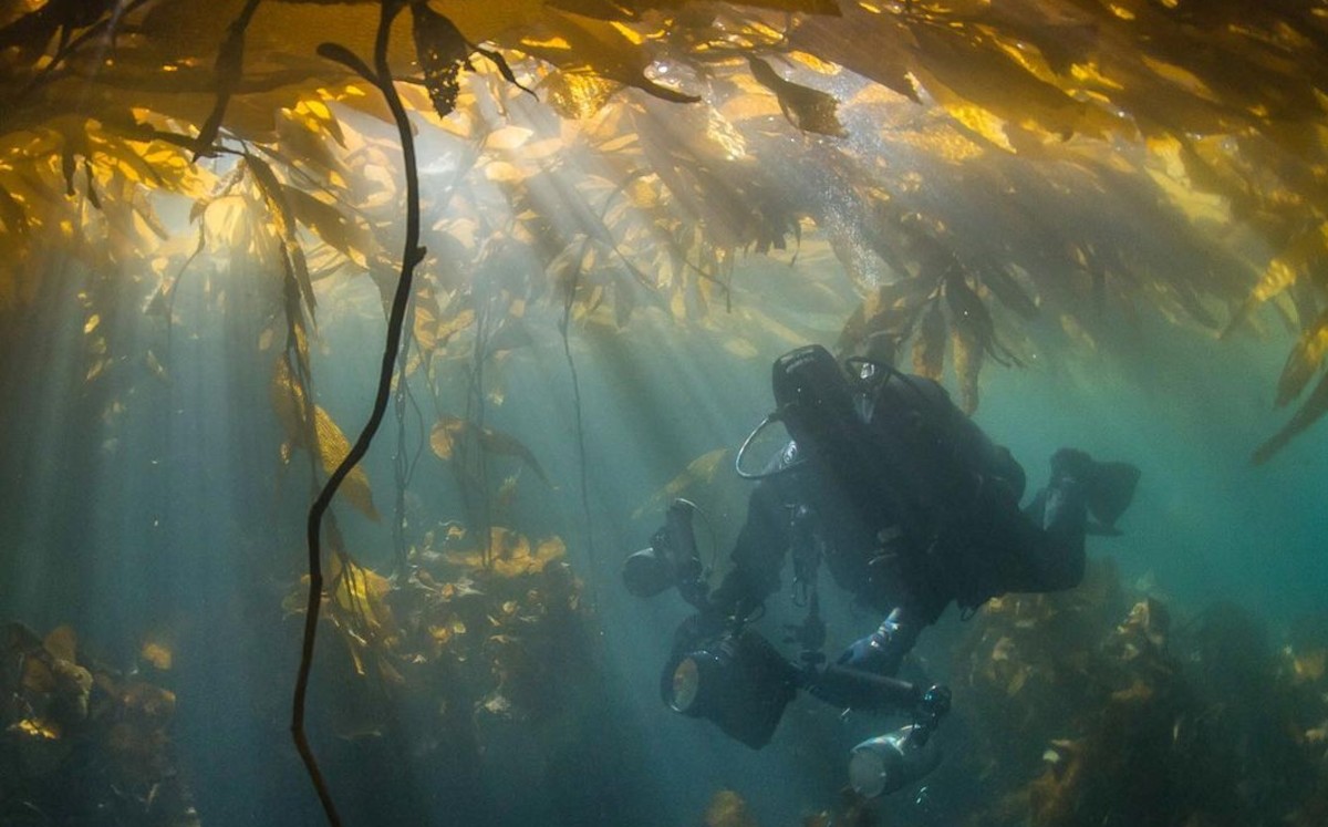 Salvar a los mares; la clave para enfrentar la crisis climática (@NatGeoPristineseas)
