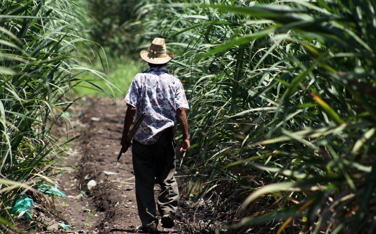 Un campesino recorre un cañaveral en Puente de Ixtla, Morelos. (Archivo/Cuartoscuro)
