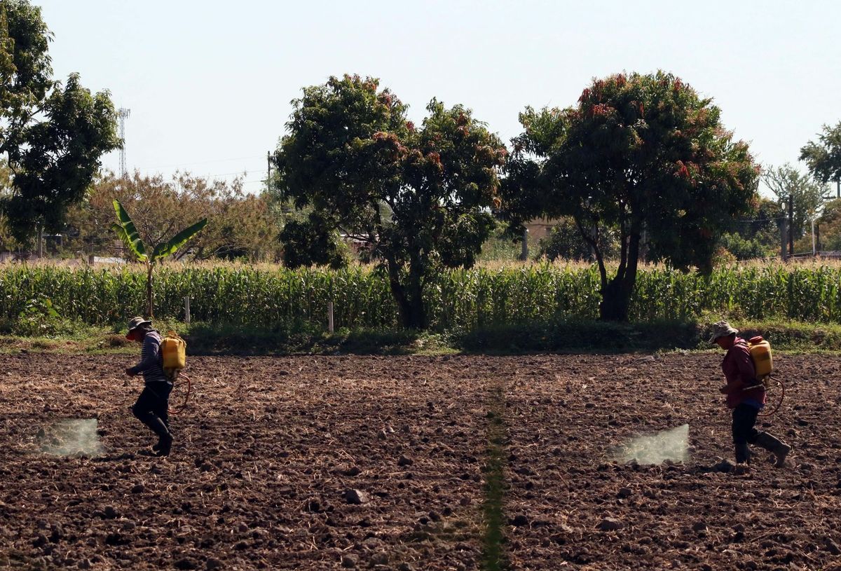 Con la renovación de las concesiones, los productores agrícolas podrán recibir otros apoyos de gobierno. (Cuartoscuro)