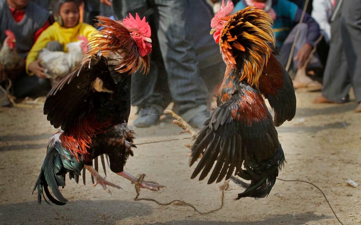 Gallo mata a dueño durante pelea (AP).