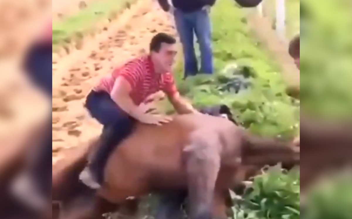 Famoso jinete monta un caballo muerto y causa indignación (Especial)