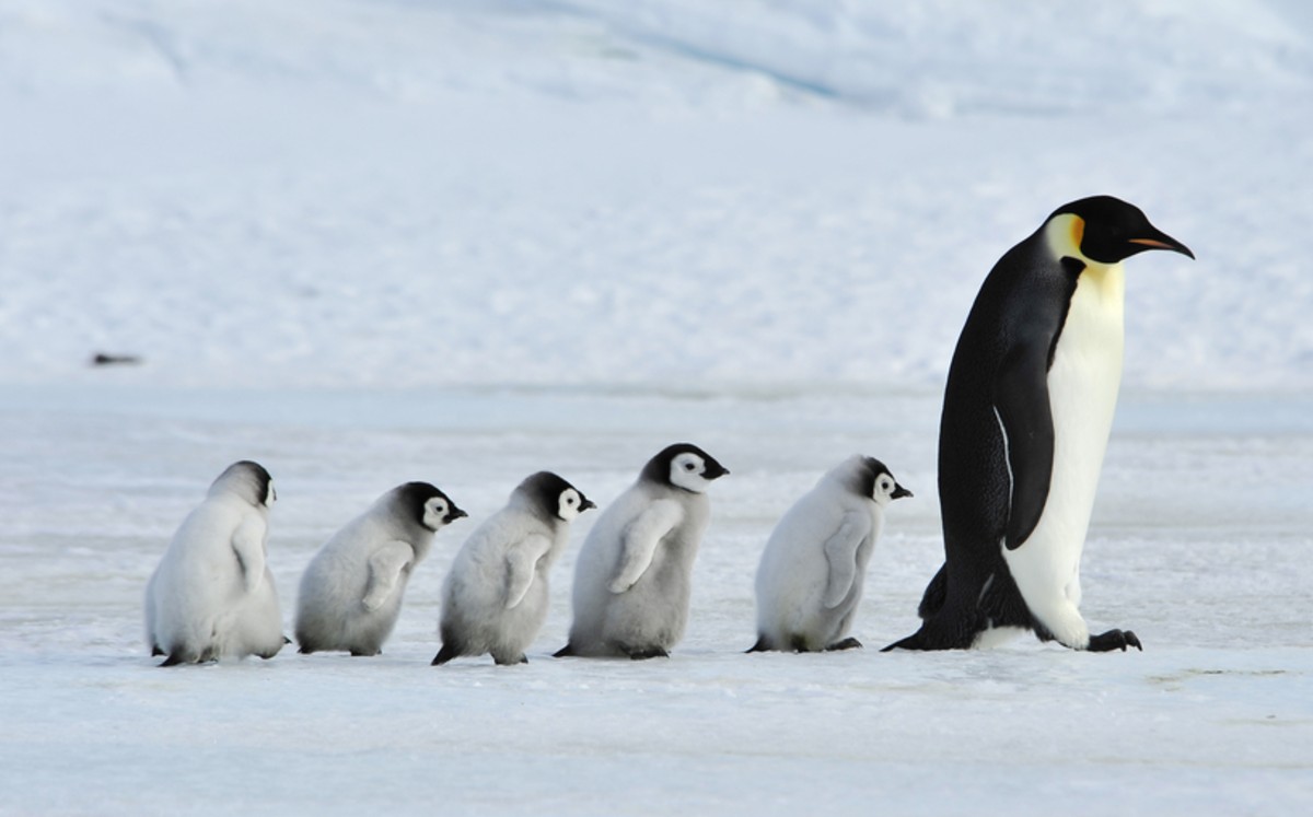 29 aves han recibido la inyección. (Shutterstock)