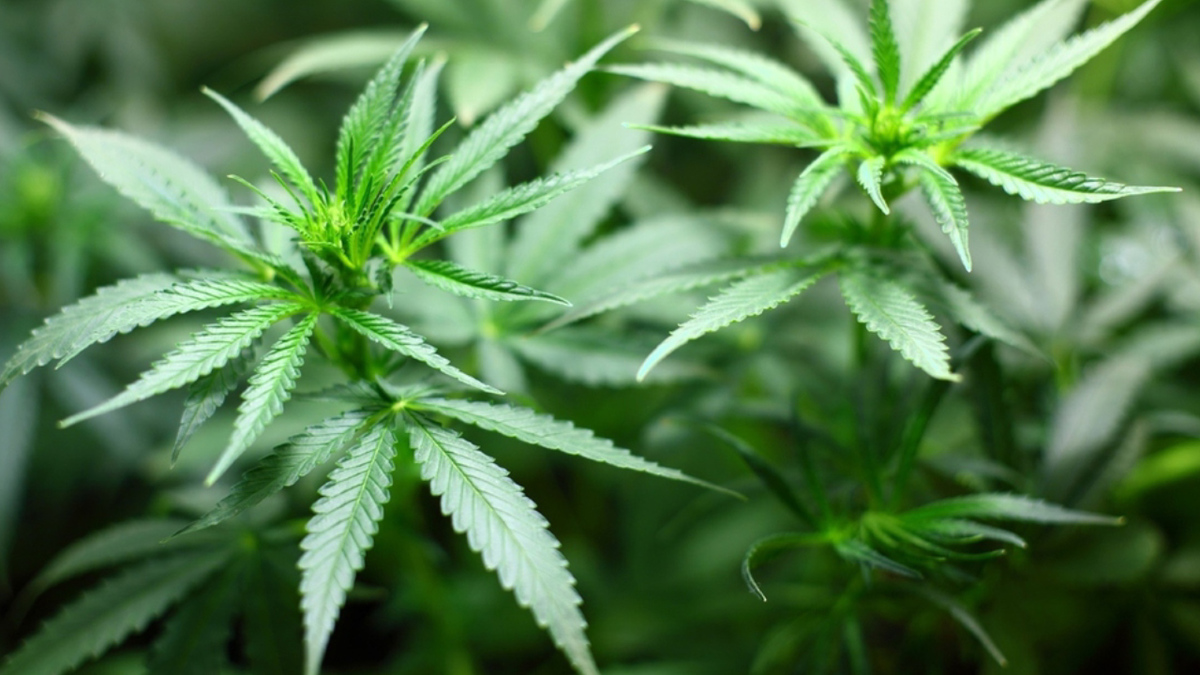 Listo, dictamen sobre uso lúdico de mariguana; diputados lo discutirán el lunes