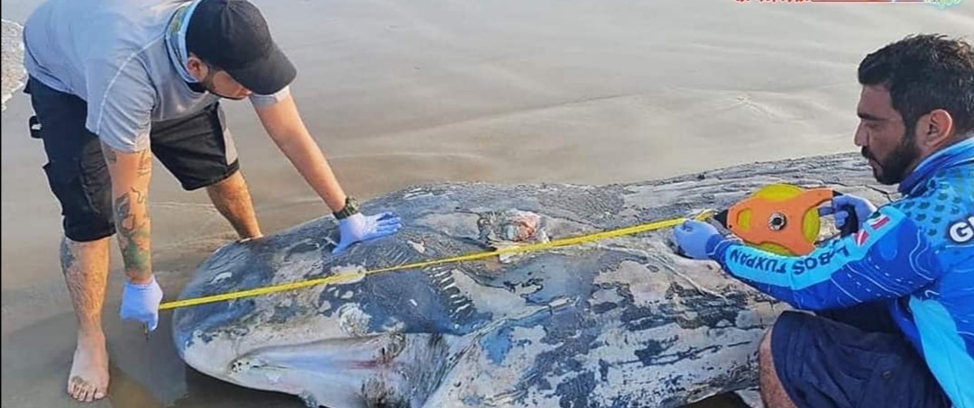 Una ballena fue encontrada sin vida a las orillas de la laguna de Tamiahua