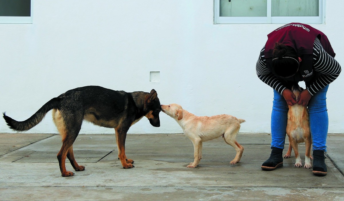 Regresan a Puebla las jornadas de adopción de mascotas. (Andrés Lobato)