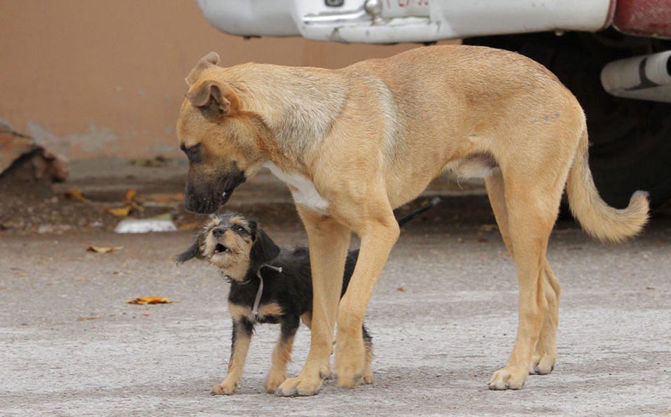 El servicio completo y gratuito de esterilización de perros y gatos. (Archivo)