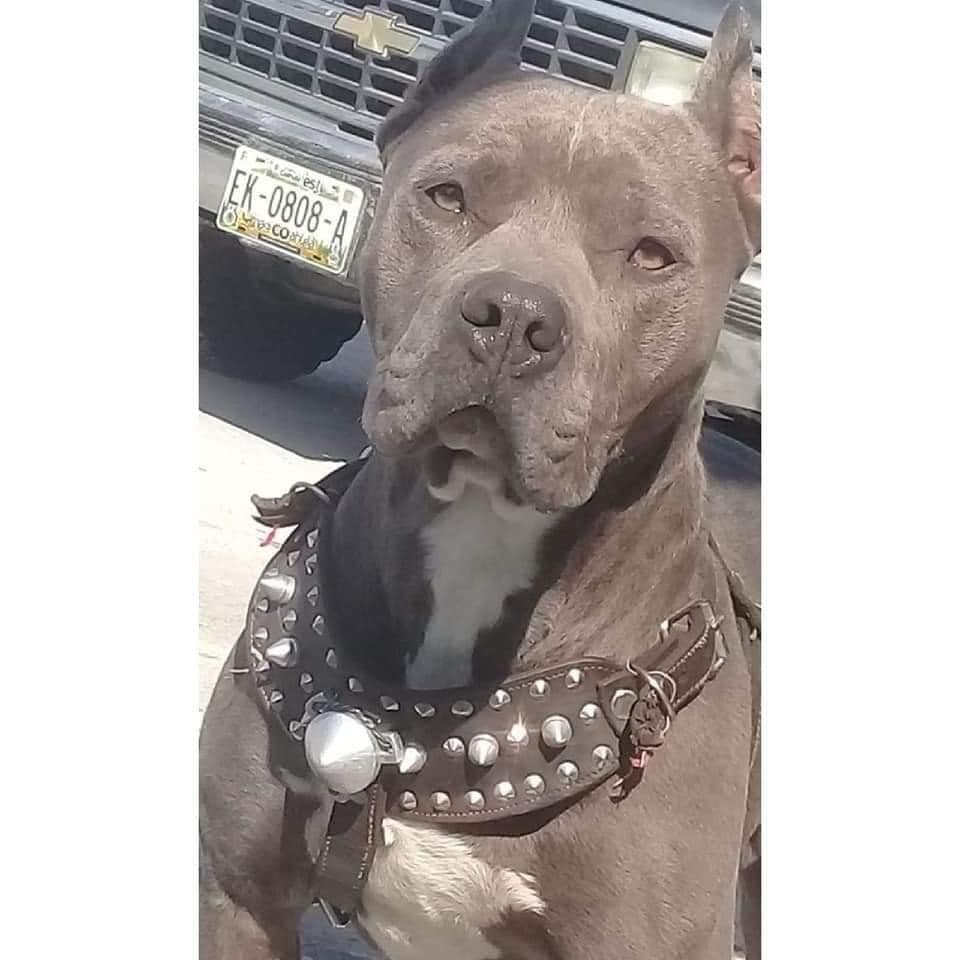 Spike recibió un disparo en la mandíbula y se encuentra grave. (Cortesía)