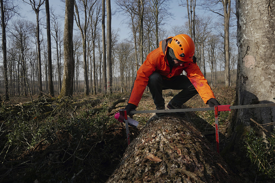 Históricamente las catedrales francesas tienen el techo de madera. | AP